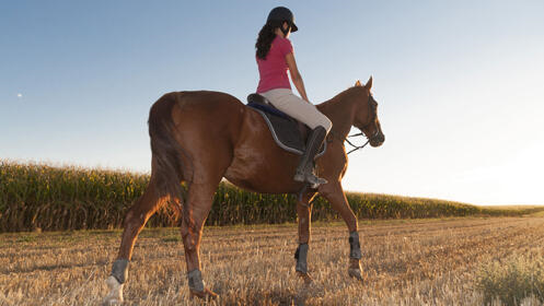 Aprende a montar a caballo con 3 o 4 clases de equitación
